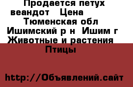  Продается петух веандот › Цена ­ 1 500 - Тюменская обл., Ишимский р-н, Ишим г. Животные и растения » Птицы   